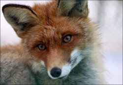 В Чувашии в среднем в день убивают 11 лисиц