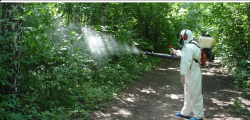 В Чебоксарах на борьбу с комарами потратят 120 000 рублей