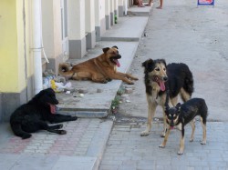 Топ-жалоб чебоксарцев: грязные маршрутки, стаи бродячих собак и сосед-хулиган