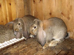 Чувашский фермер создал уникальные клетки для кроликов