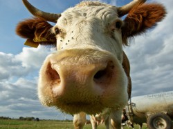В Чувашии полицией объявлена в розыск корова
