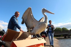 В Чебоксарах на заливе выпустили пеликанов и уток-мандаринок
