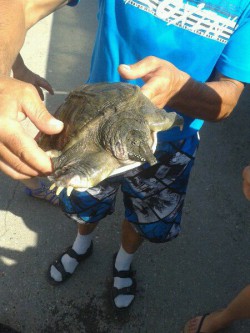 Рыбакам в Чебоксарах попалась дальневосточная черепаха