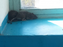 В Новочебоксарске подоконник подъезда облюбовали две крысы