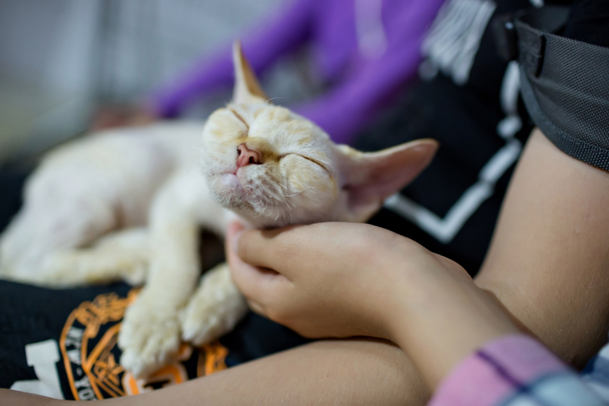 В Чебоксарах пройдет полноконтактная зоовыставка "Федерация кошек"