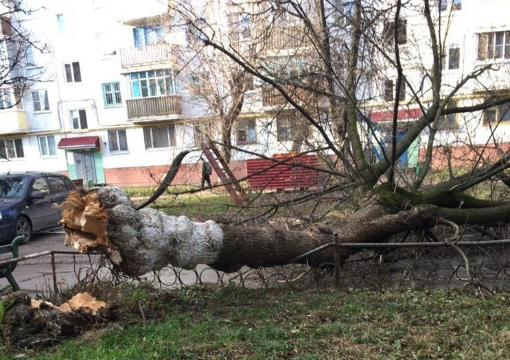 Кривое дерево во дворе. Деревья во дворе на Ваське. Модель упавшего дерева.