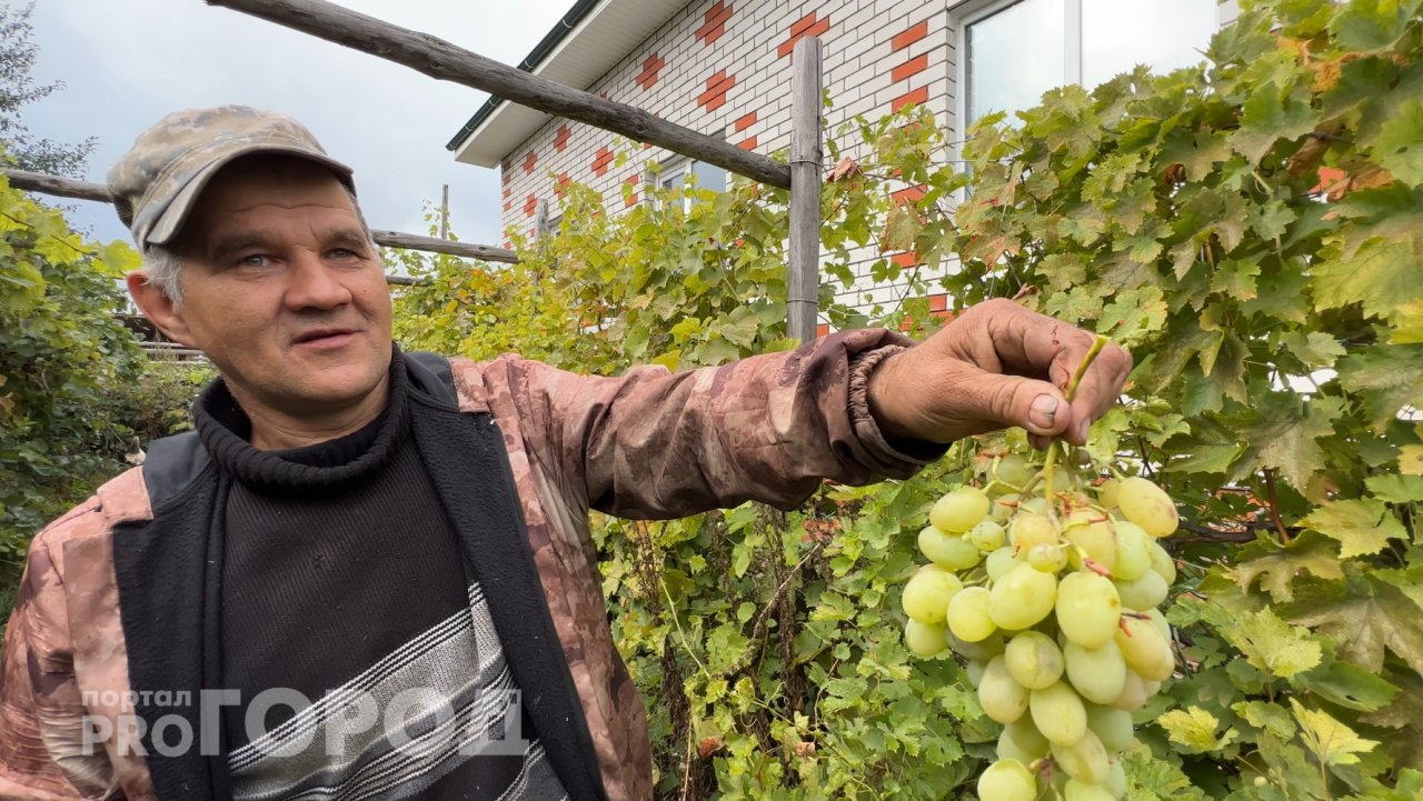 Житель Чувашии коллекционирует сорта винограда, которые точно подходят длянашего региона