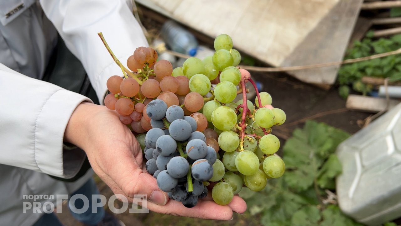 Житель Чувашии коллекционирует сорта винограда, которые точно подходят длянашего региона