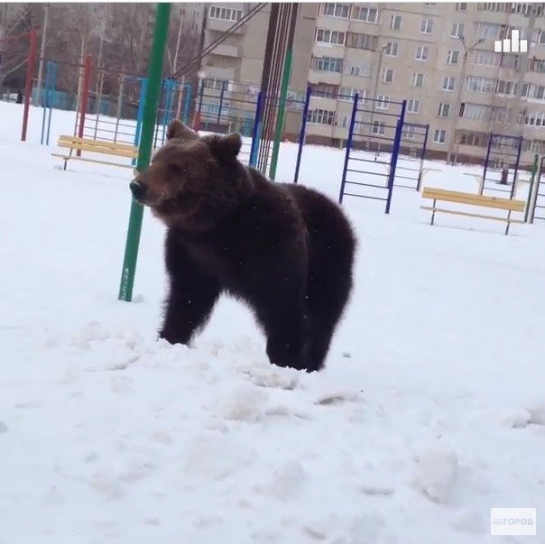 Медведь нашелся. Медведь в Сафоново. Новочебоксарск медведь. Медведь возле дома.