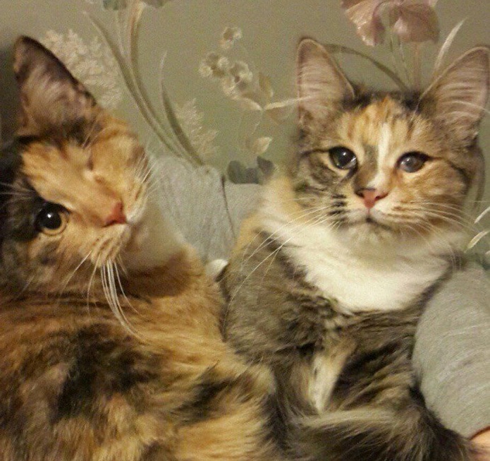 Сестренка кошка. Кошки сестрёнки. Две сестры-кошки. Две кошечки сестры. Чебоксары нашлась кошка.