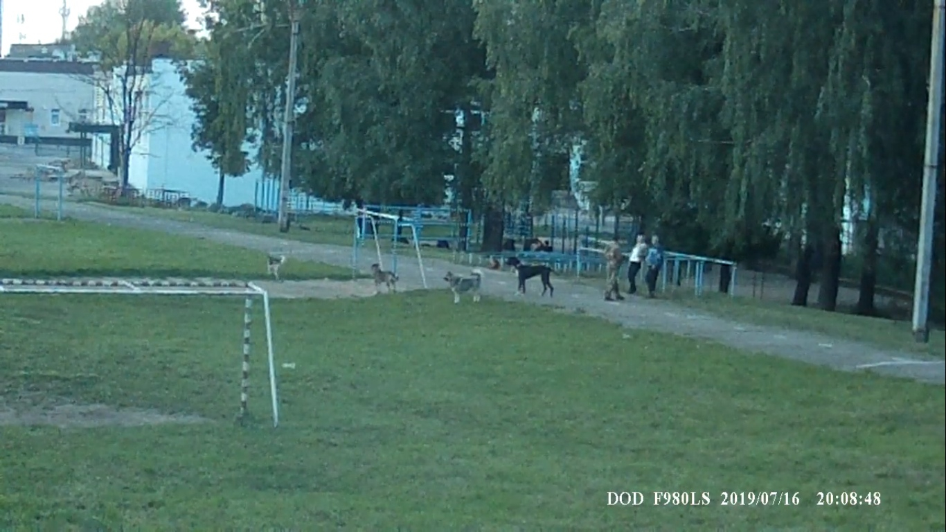 В Новочебоксарске собачники захватили школьные стадионы