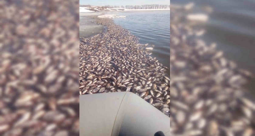 Берега Черного моря в Чувашии усыпаны мертвыми карасями: "Рыба пахнет химией"