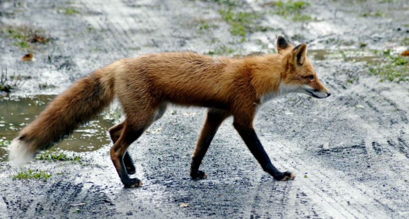 В Чувашии зарегистрировали вспышку бешенства: лиса напала на сельчанина