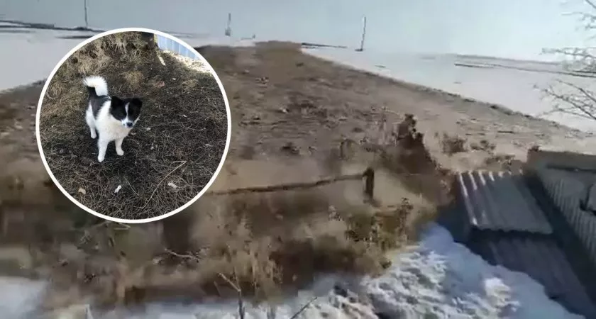 Фото к статье: Пес Шарик оказался быстрее стремительного потока талой воды