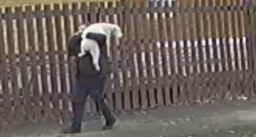Мужчина своровал трехмесячного породистого щенка со двора хозяина