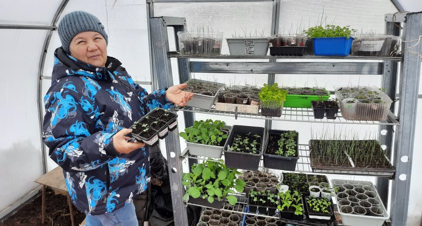 Пенсионерка из Чувашии ведет YouTube-канал про помидоры и садоводные лайфхаки 