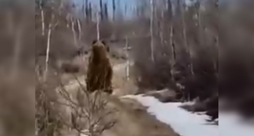 В заволжском лесу медведица с медвежонком перегородила путь автомобилисту