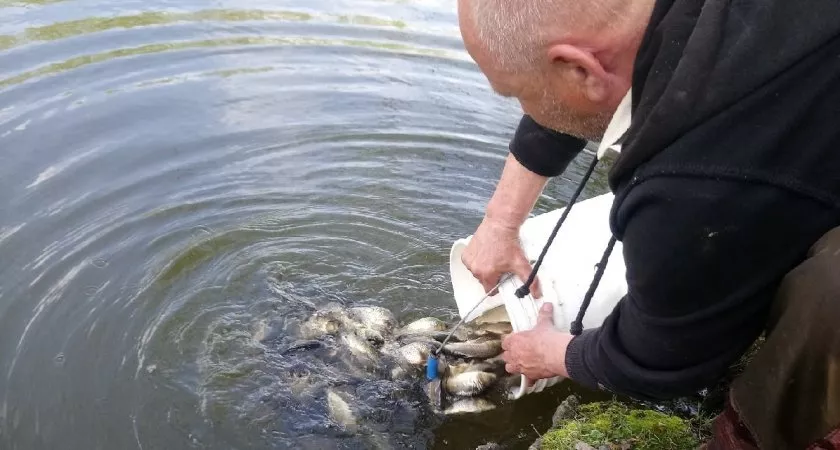 Фото к статье: В Цивильском районе возрождают водоем: в воду выпустили карпов на 60 тысяч рублей