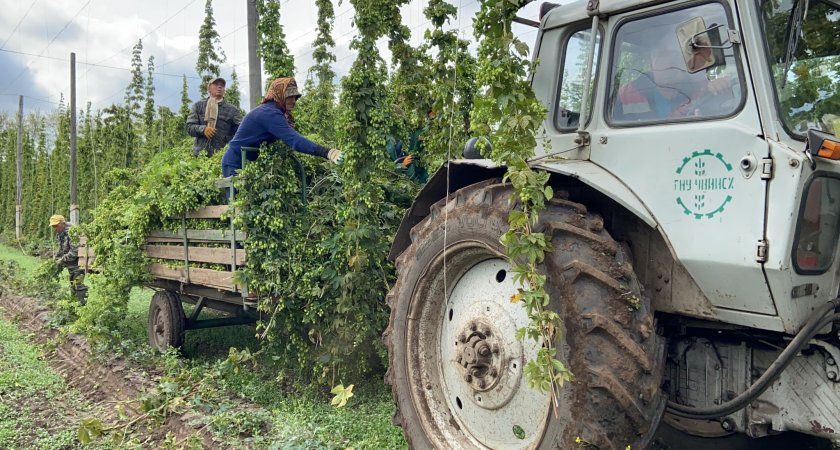 В Чувашии решили посадить больше хмеля, чтобы спасти пивоварни страны от закрытия 
