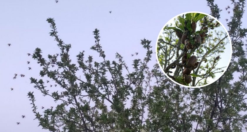 Полчища майских жуков атаковали деревья жителей Мариинского Посада