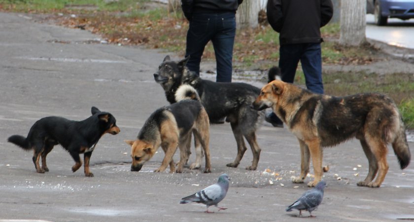 В Шумерле 7 детей покусали бездомные собаки