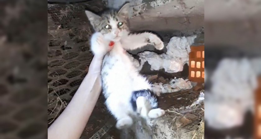 Две новочебоксарки спасли котят, заживо замурованных в подвале