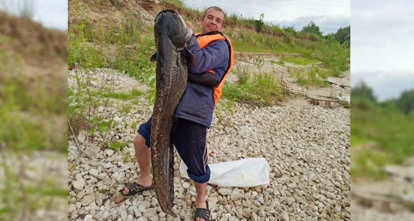 В Чувашии рыбак поборол 20-килограммового сома, поймав его на червя