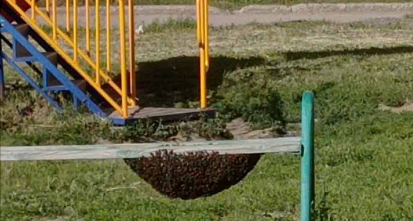 Откуда в Чебоксарах на детских площадках и в подъездах берутся бродячие пчелы