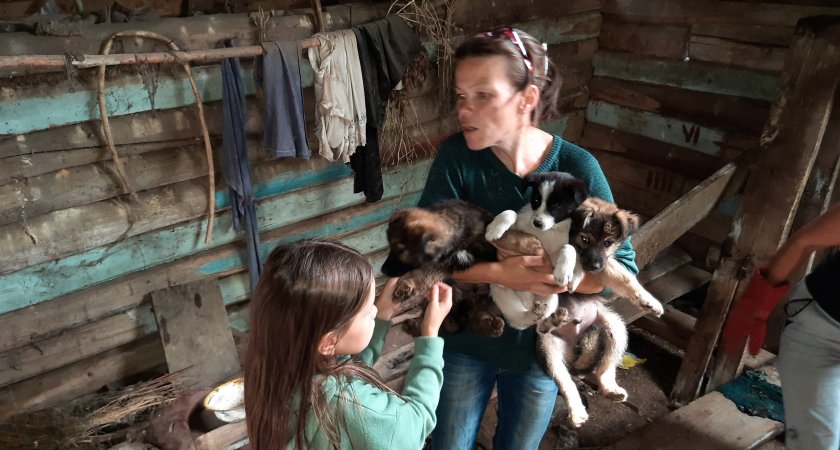 Поймали пять сук и спасли четырех щенят: один день с чувашскими ловцами собак
