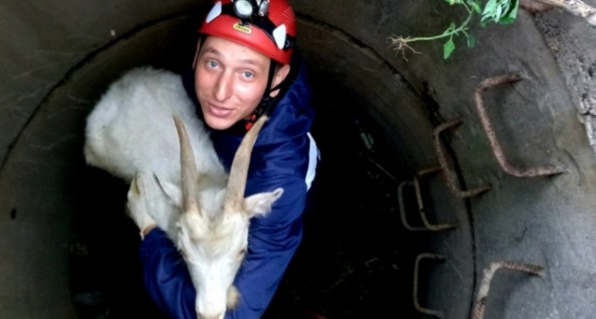 Новочебоксарские спасатели вытащили из колодца козу: "Забыла поблагодарить и ускакала"