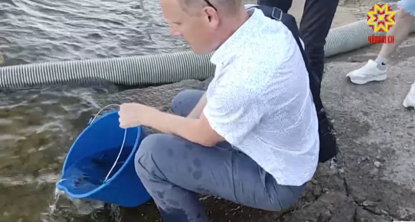 Фото к статье: Мальков краснокнижной стерляди выпустили в Чебоксарское водохранилище