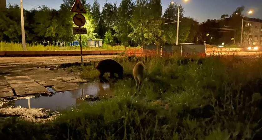 Фото к статье: Звери в городе: по Чебоксарам гуляют дикие кабаны