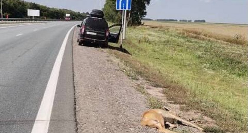 В Чувашии задавили косулю, оставив животное умирать