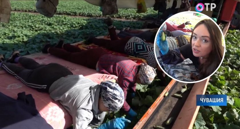 Женщины в Чувашии парят на матрасах над грядками и собирают огурцы