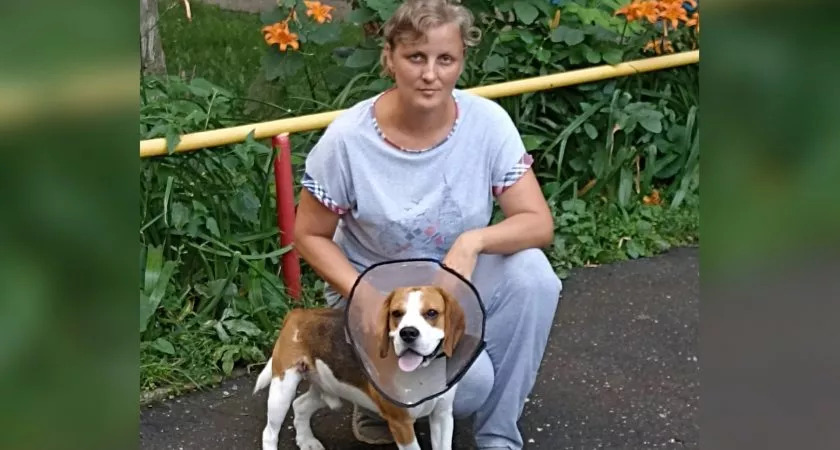 Фото к статье: Овчарка подрала собаку чебоксарки: как найти управу на безответственных собачников