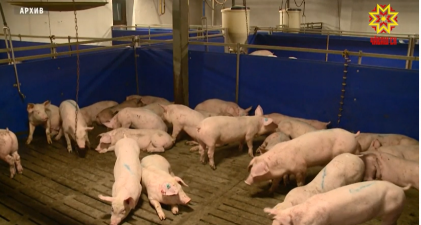 Чувашии вновь угрожает повальное сжигание свиней в хозяйствах