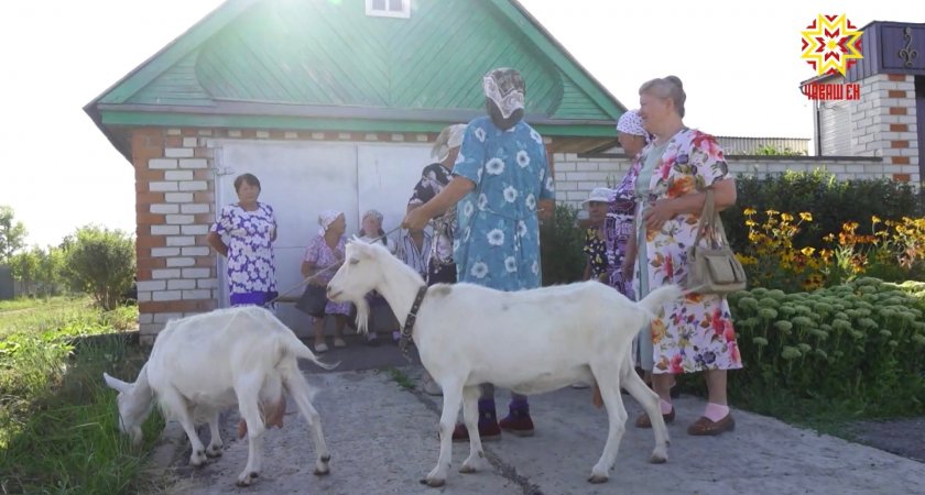 В Чувашии стая диких собак загрызла домашний скот: несколько коз в день 