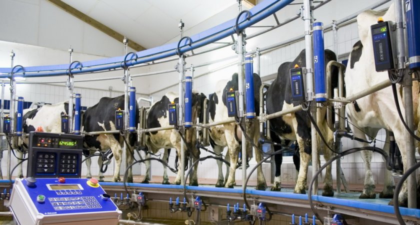 В Чувашии построят ферму, где коров будет доить робот