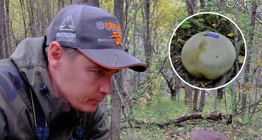 В Чувашии начали появляться гигантские грибы размером с арбуз