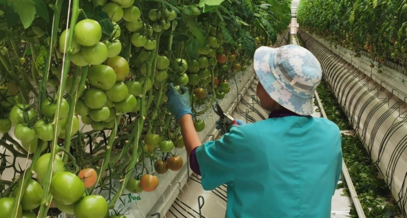 Власти Чувашии рассчитывают на "овощной" рекорд