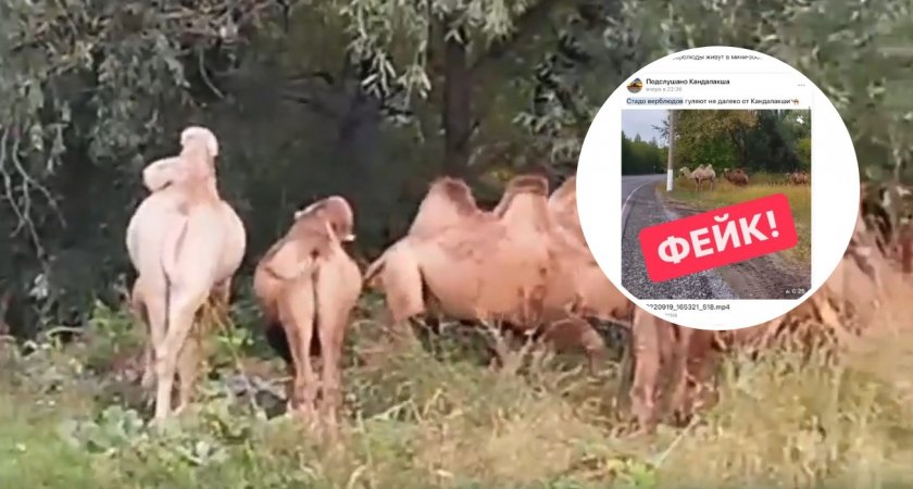 Чувашских верблюдов использовали для фейковых новостей в другом регионе
