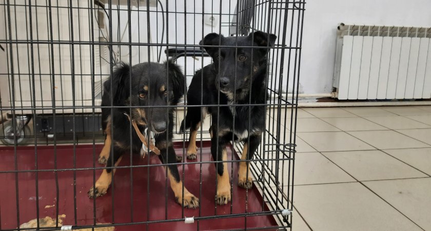 Животных запретят продавать в зоомагазинах и на птичьих рынках