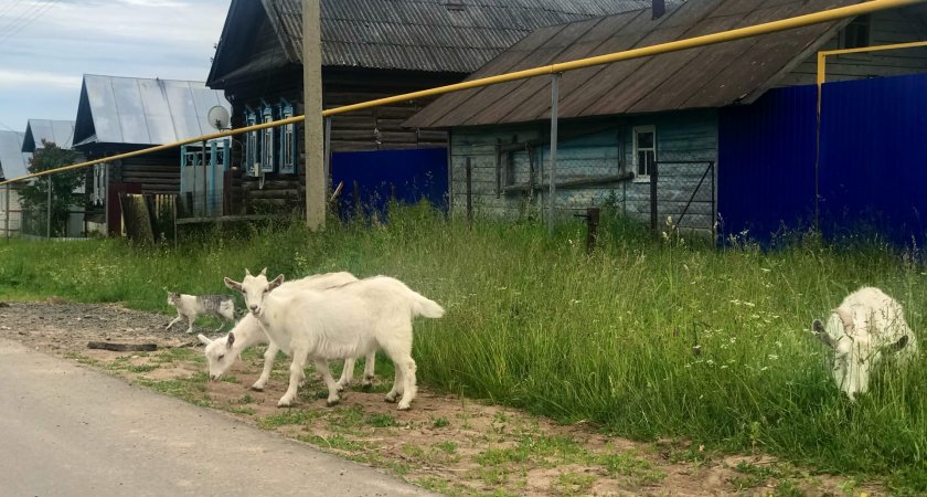 В Яльчиках хозяин растерзанной собаками козы судится с администрацией