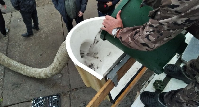 В Чувашии в Волгу выпустили 120 тысяч мальков краснокнижной рыбы