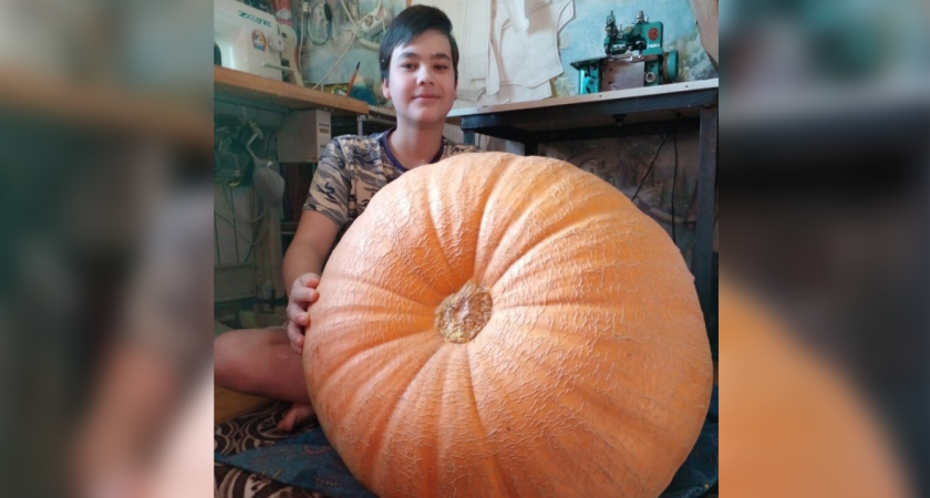 Чебоксарский школьник побил свой рекорд и вырастил гигантскую тыкву