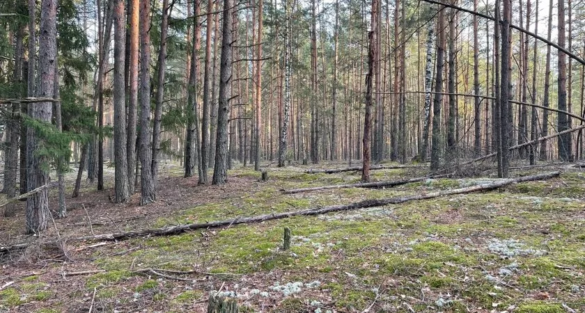 Фото к статье: В лесах Шумерлинского района искали блуждающего грибника