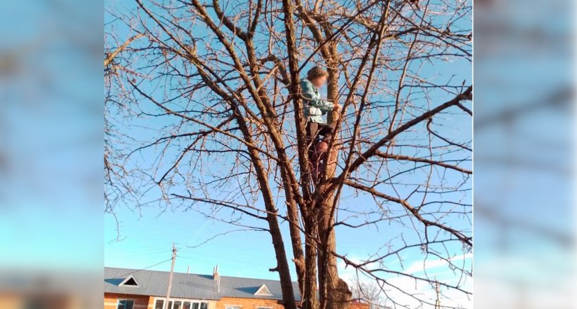Медики скорой сняли застрявшую на дереве девочку