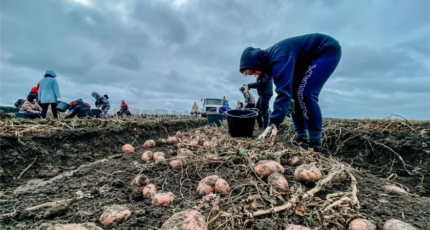 Урожай картошки в Чувашии рискует остаться гнить в земле