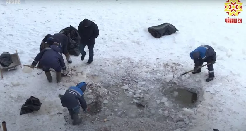 Фото к статье: Массовая гибель рыбы подо льдом залива в Чебоксарах ожидается вновь