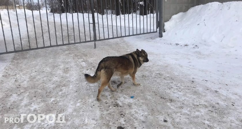 Администрация Чебоксар заплатила 50 тысяч рублей за нападение собаки на ребенка